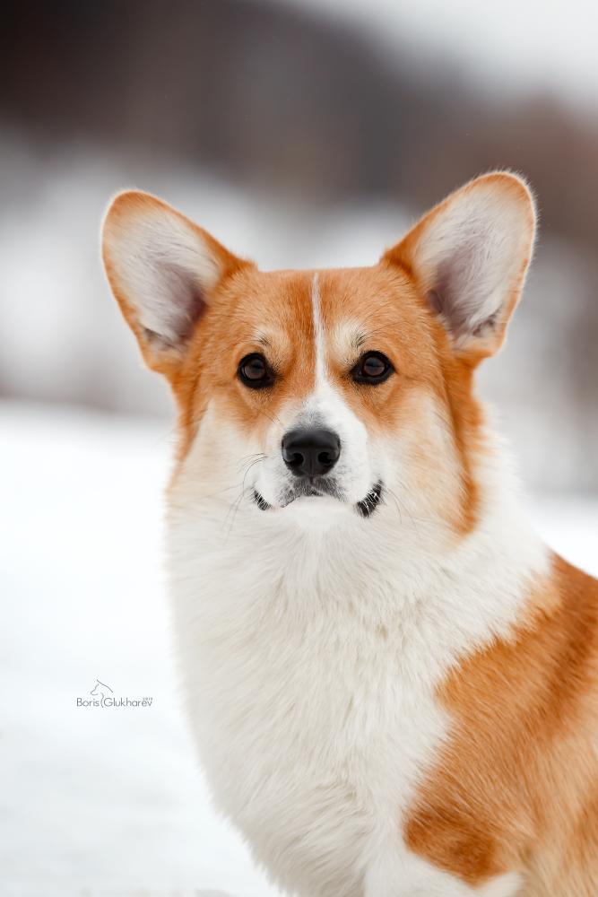 Corgi