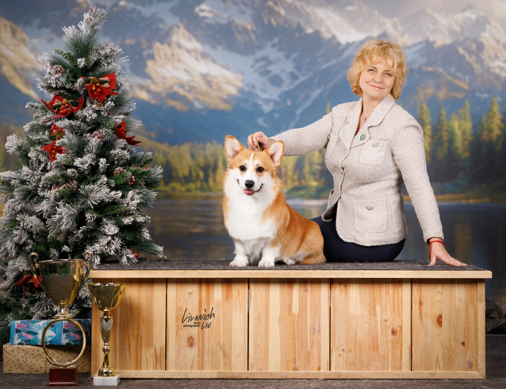 Corgi