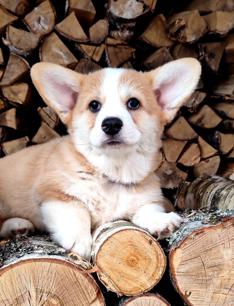 Corgi