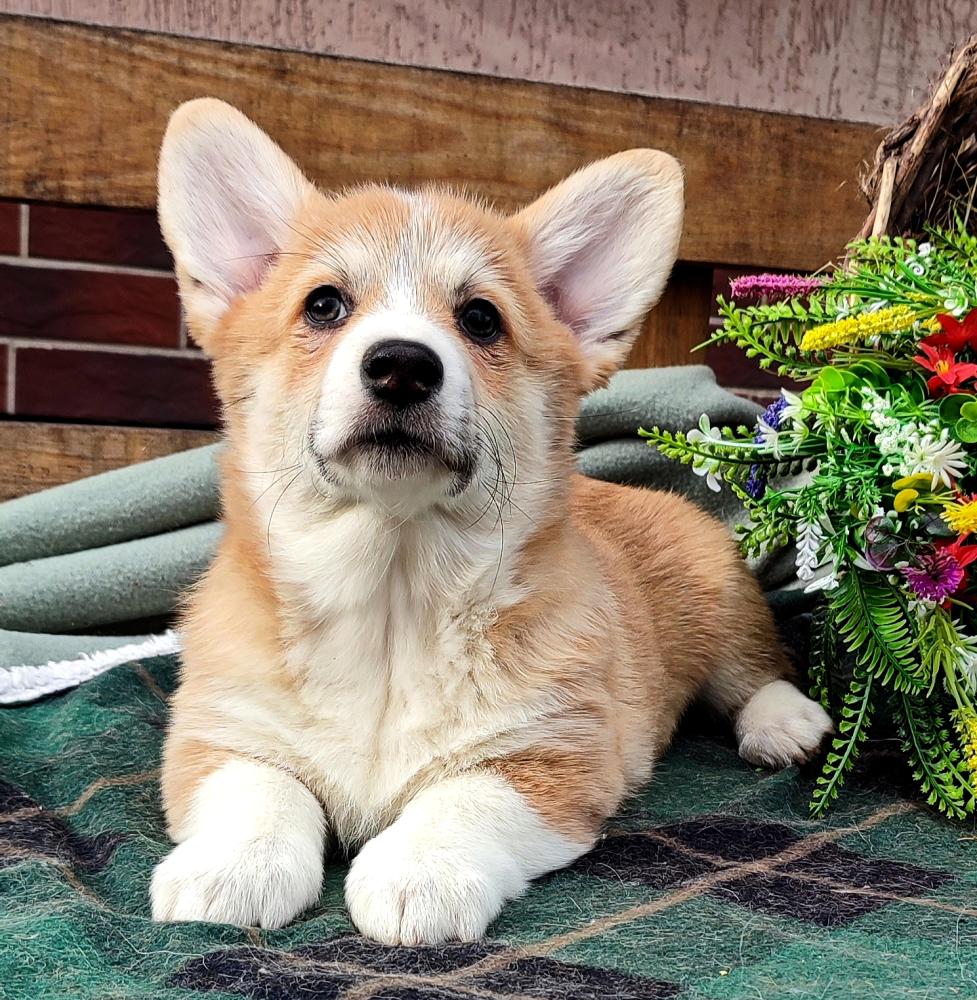 Corgi puppy