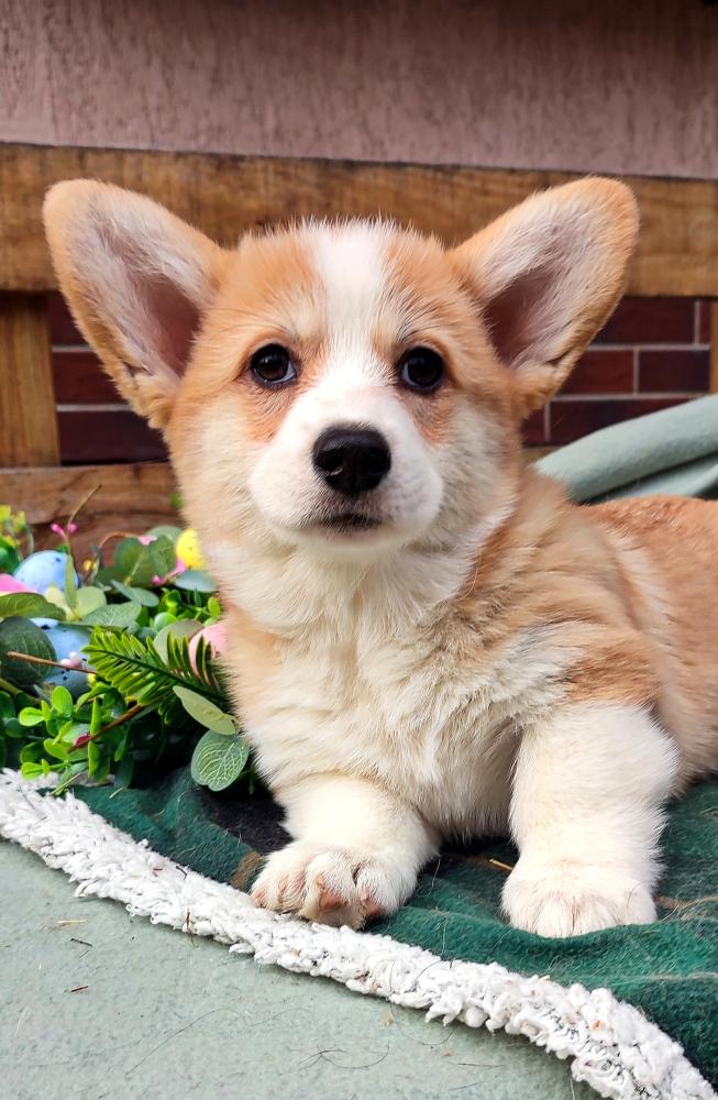 Corgi