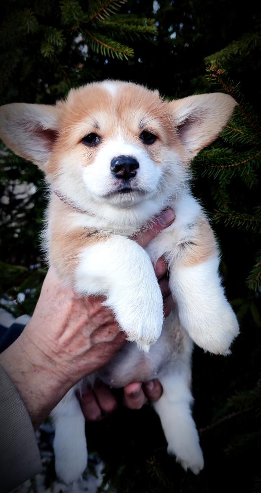 Corgi