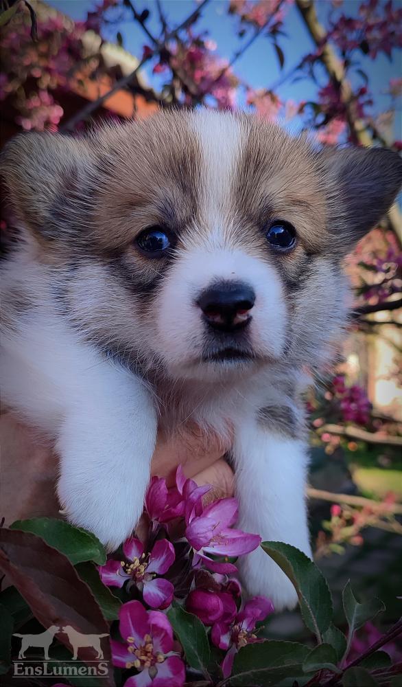 Corgi puppy