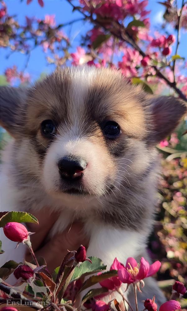 Corgi