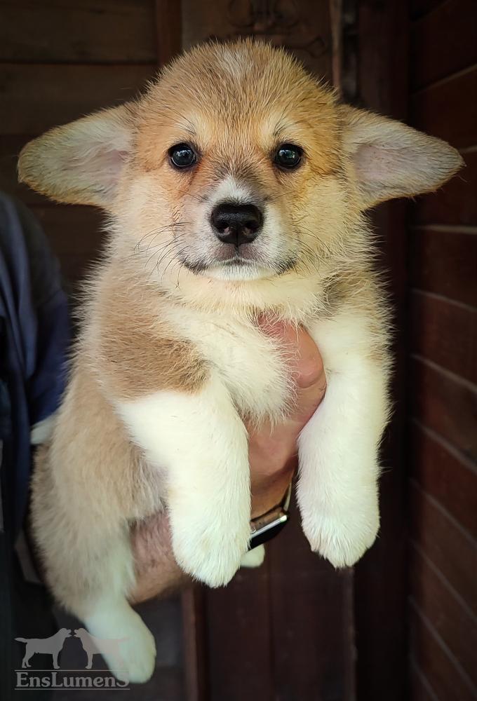 Corgi