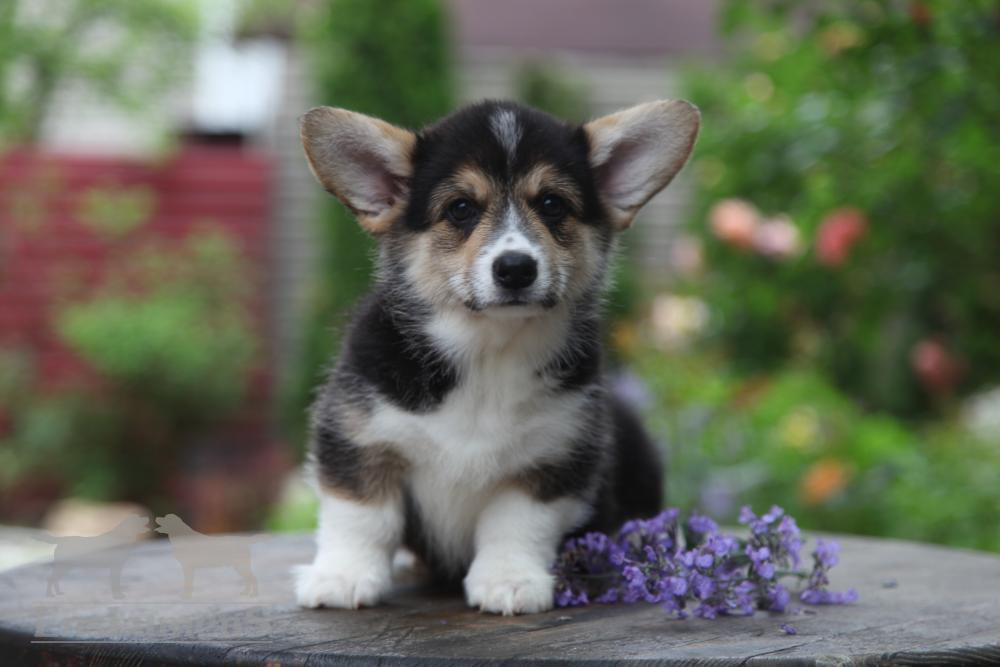 Corgi puppy