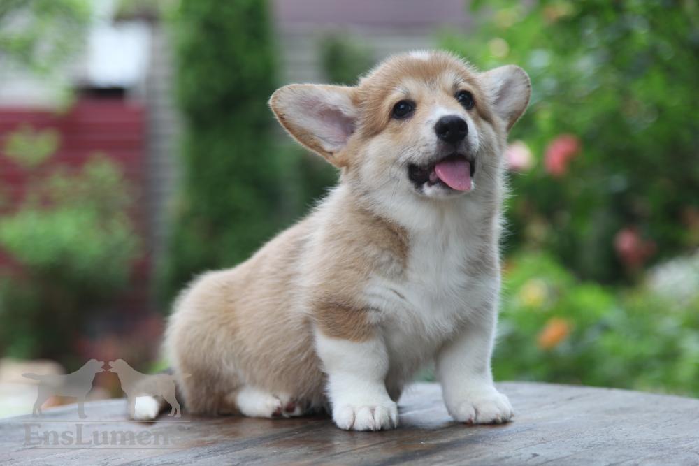 Corgi