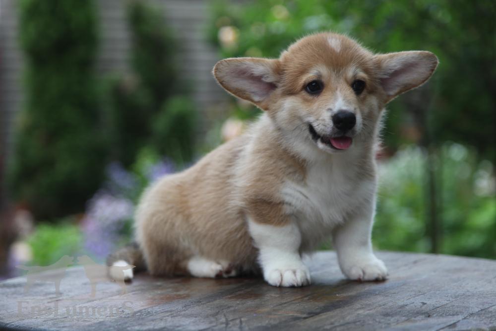 Corgi