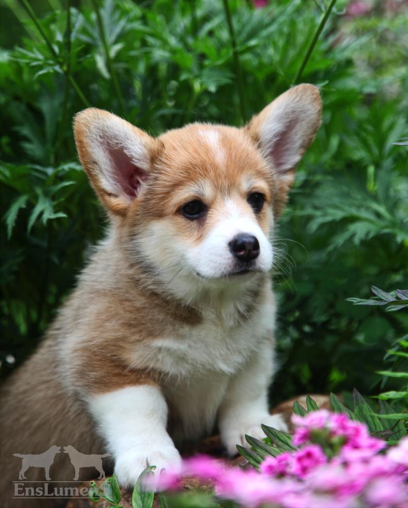 Corgi