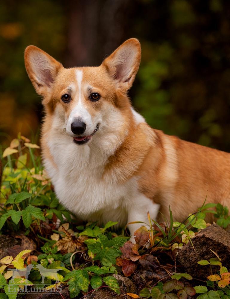 ALICE CORGI