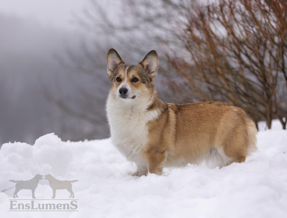 Corgi arwen