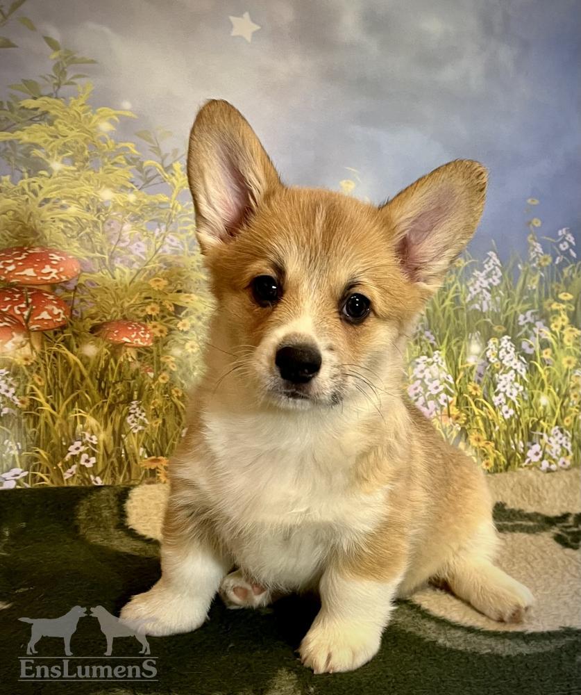 Corgi puppy