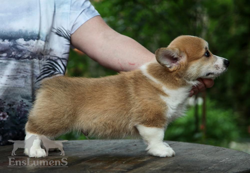 Corgi