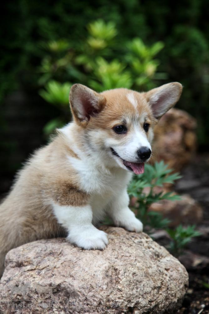 Corgi puppy