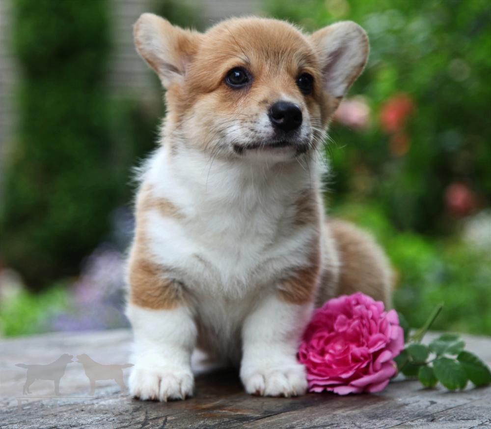 Corgi