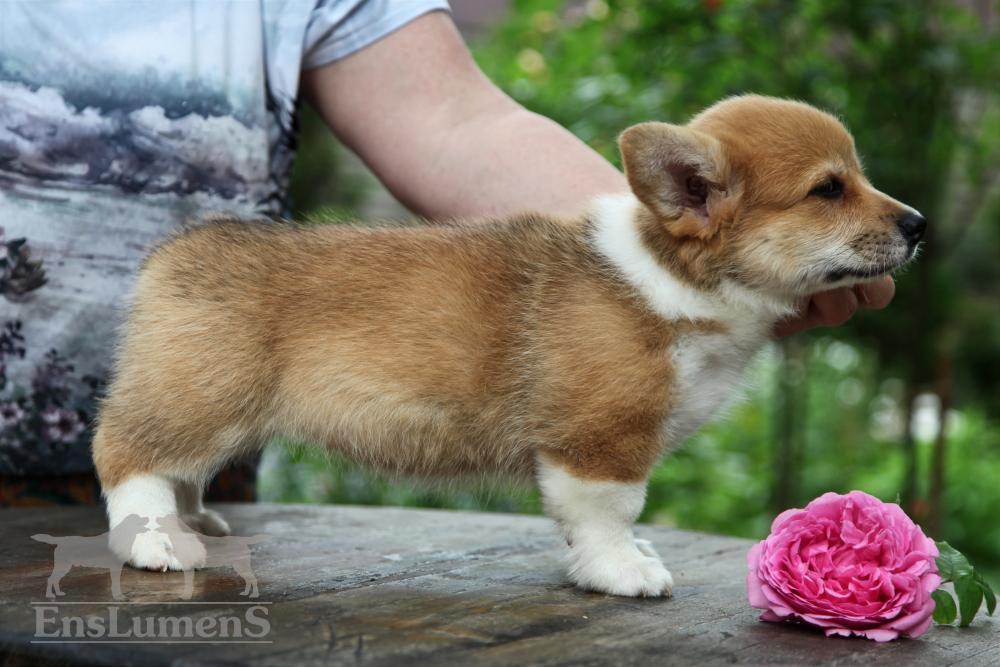 Corgi puppy