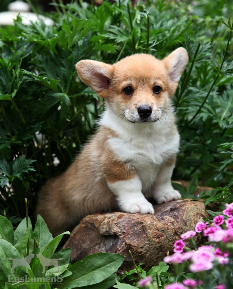 Corgi