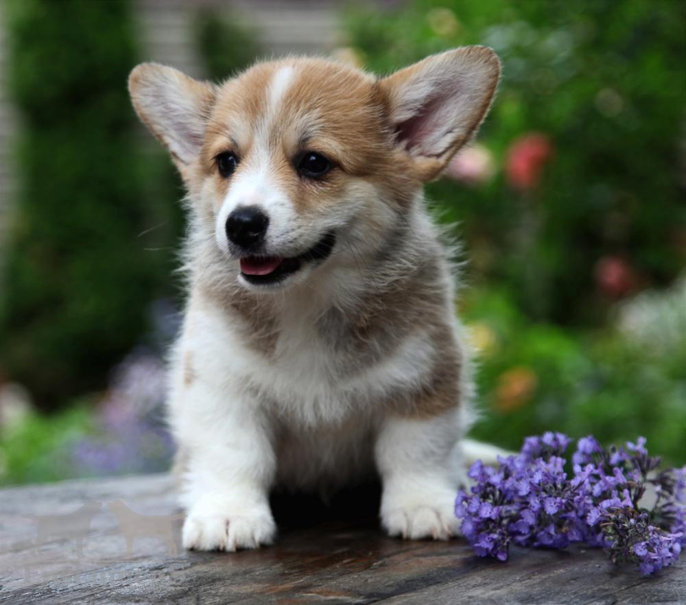 Corgi